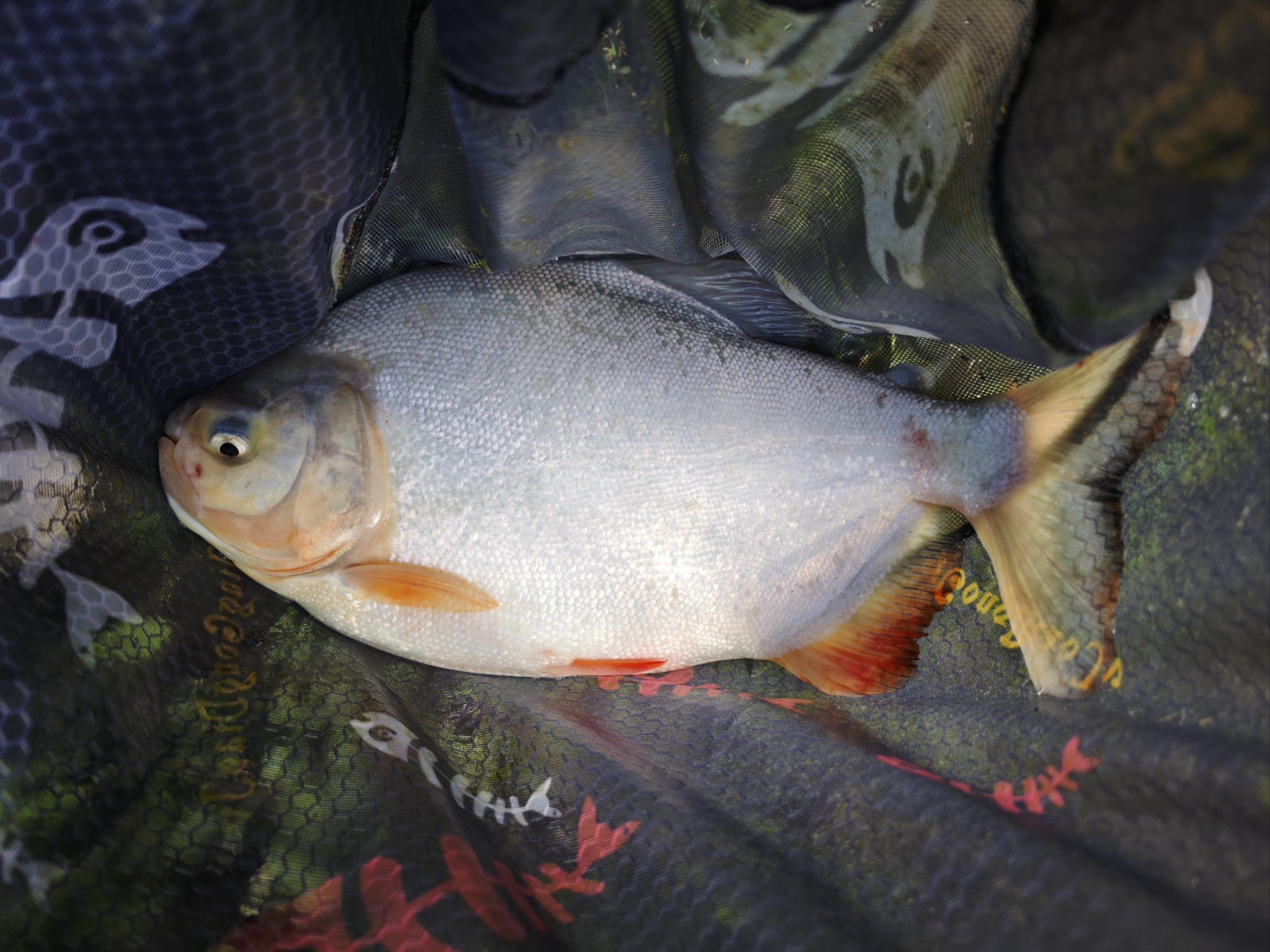 水库路亚鲳鱼(路亚淡水鲳鱼技巧) 水库路亚鲳鱼(路亚淡水鲳鱼技巧)