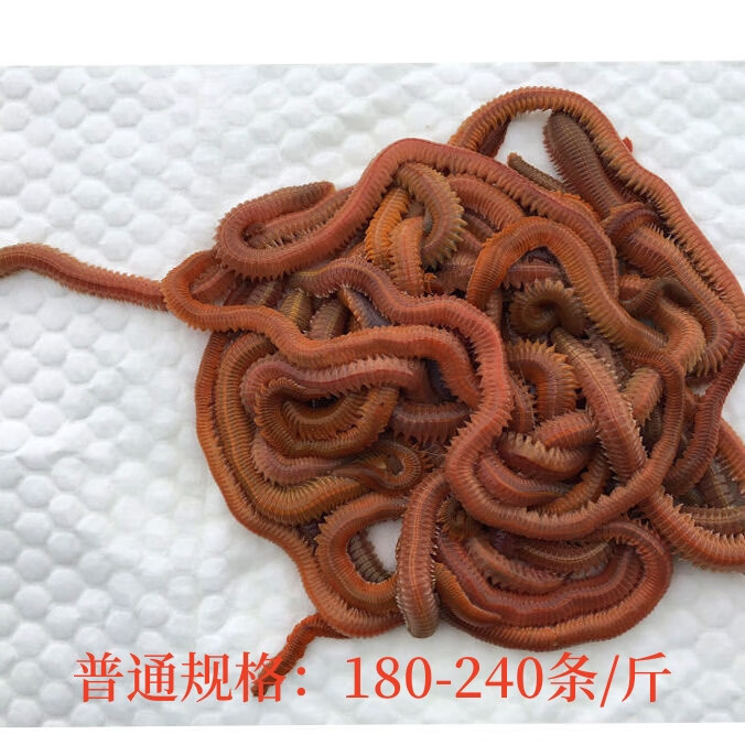 海钓蚯蚓(蚯蚓海钓能上什么鱼)