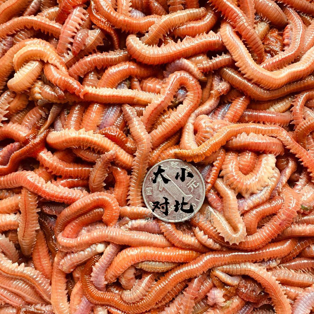 海钓蚯蚓会吃不(蚯蚓可以钓海里的鱼吗)