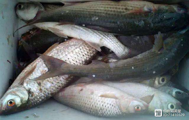 钓乌头技巧(钓乌头怎么钓法?)