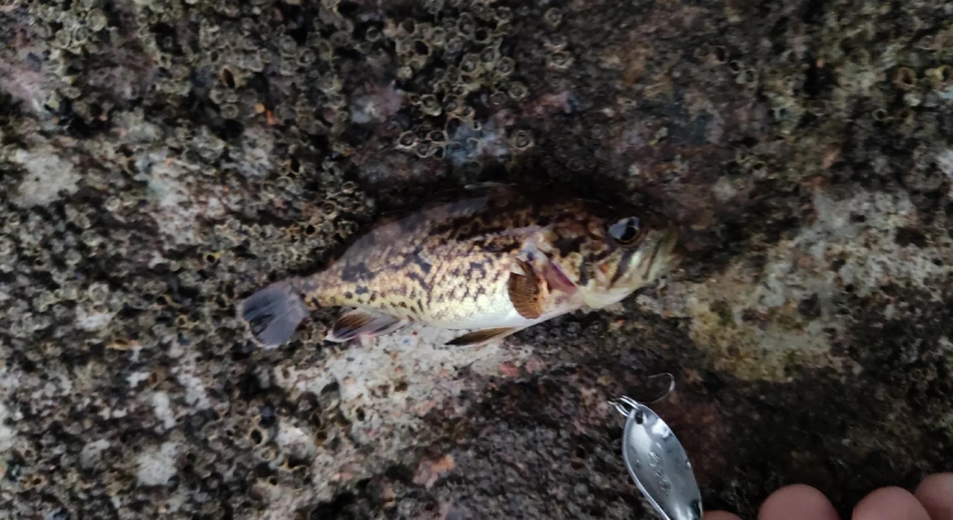 海钓黑头几月(海钓黑头用什么饵料好钓) 海钓黑头几月(海钓黑头用什么饵料好钓)