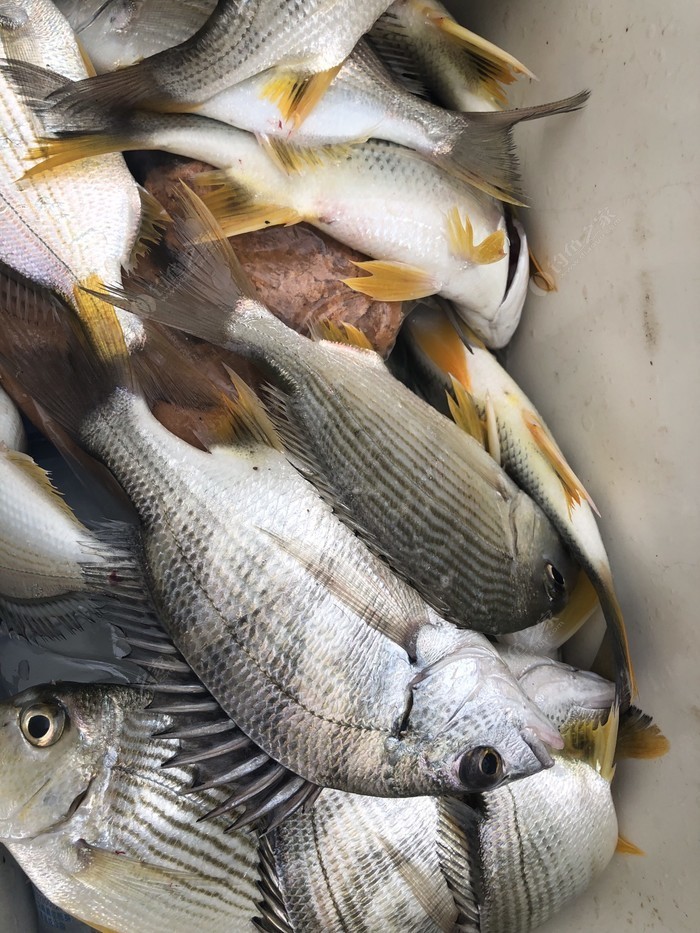 广东佛山附近海钓(佛山钓鱼好地方)