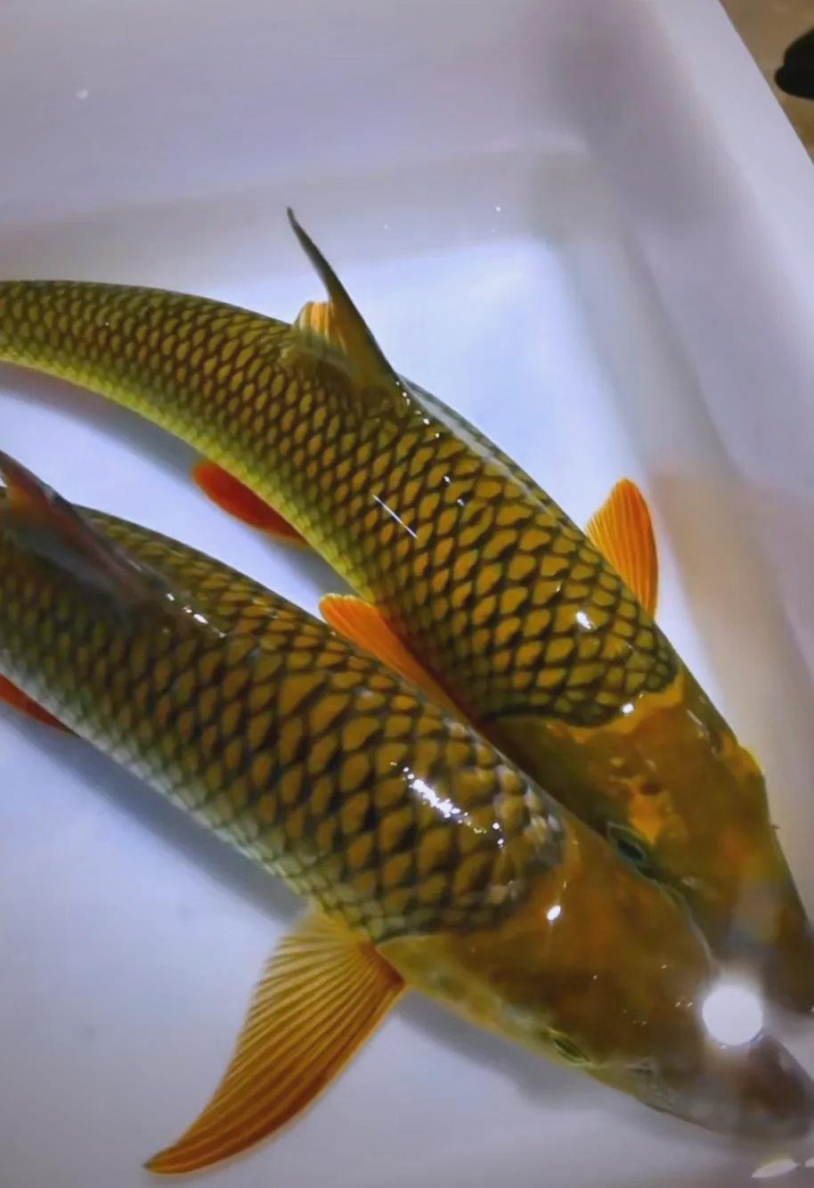 钓鹰嘴鱼用什么饵料(如何钓鹰嘴鱼)