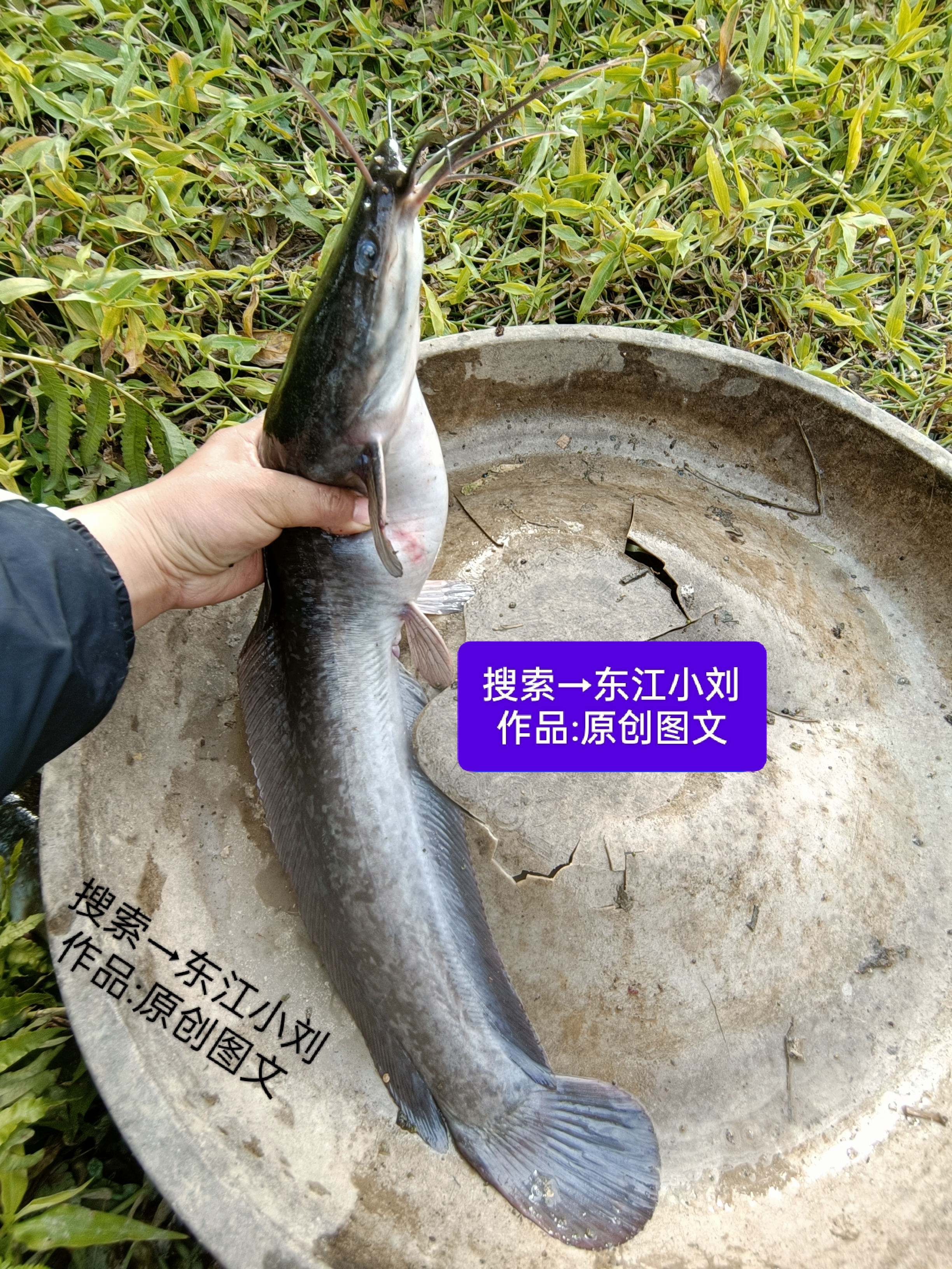 钓鹰嘴鱼用什么饵料(如何钓鹰嘴鱼)