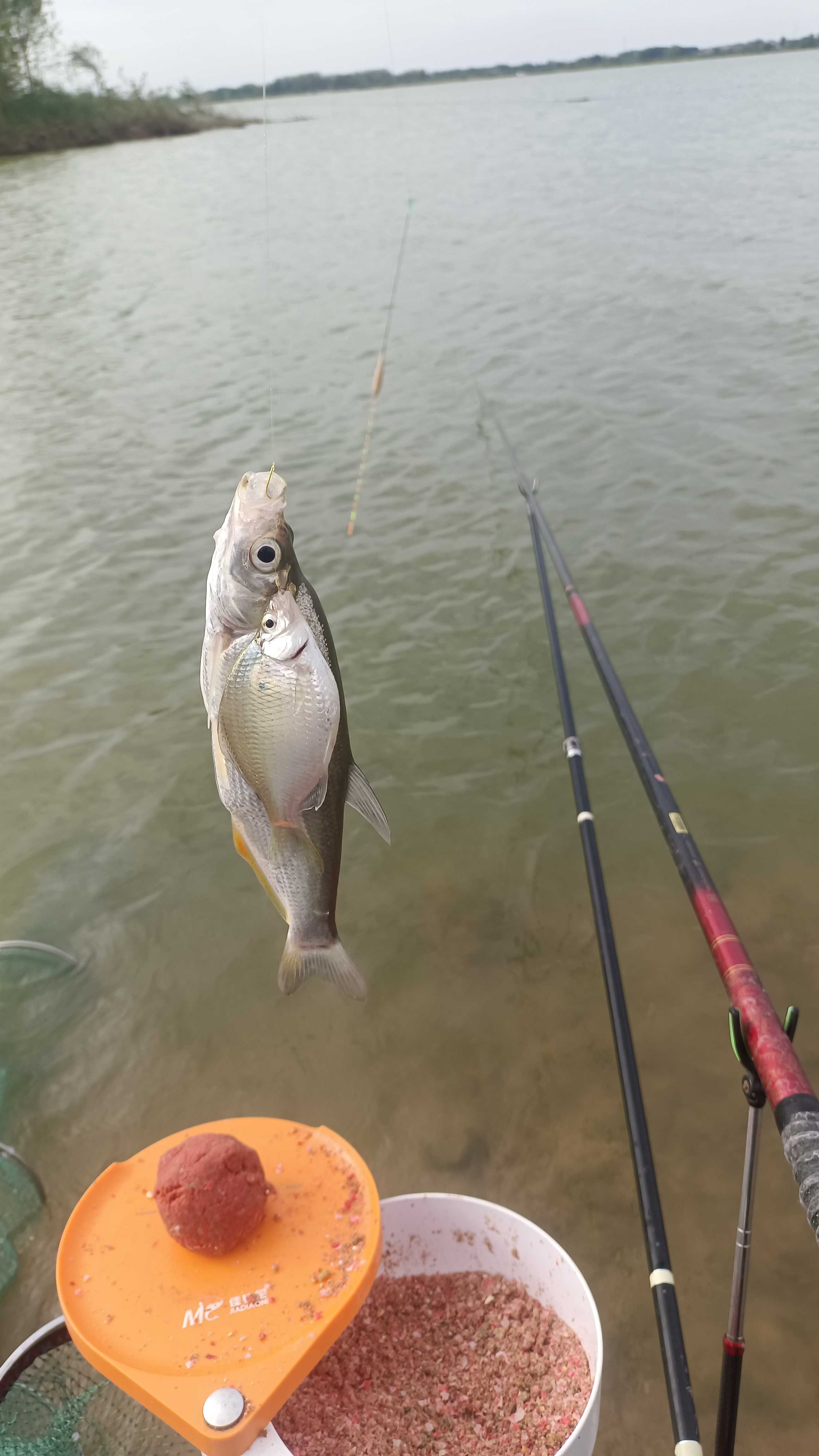 夏季江河清淡饵料技巧(夏季江河野钓饵料配方)