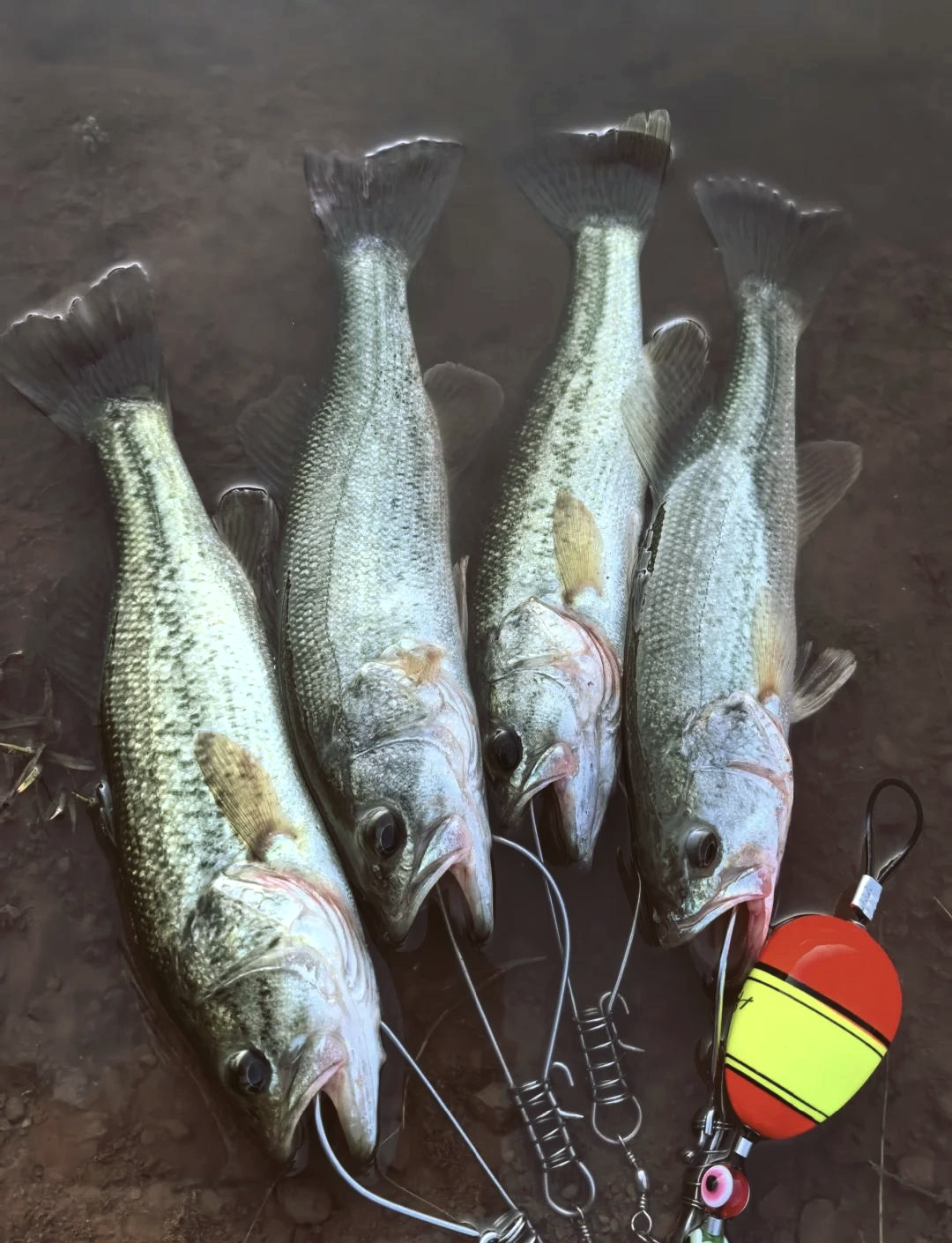 引江路亚(泰州引江河路亚)