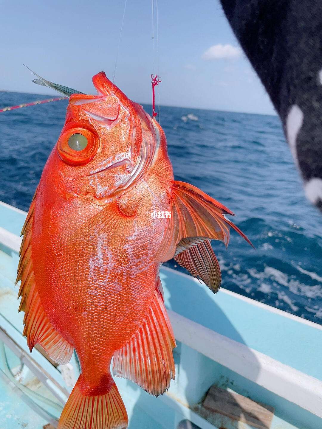 伊豆钩能海钓吗(伊豆钩容易跑鱼吗) 伊豆钩能海钓吗(伊豆钩容易跑鱼吗)