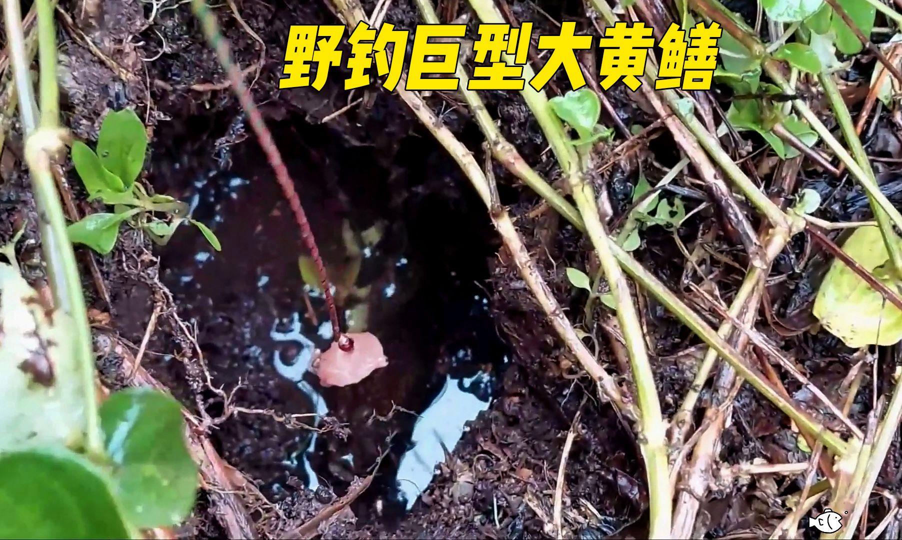 寻找钓黄鳝洞技巧(如何钓黄鳝钓鳝鱼的技巧和方法)