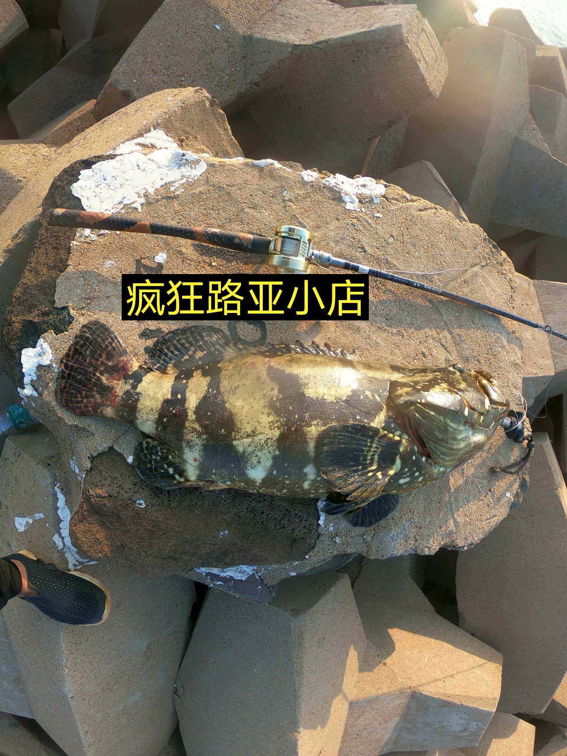 防波堤路亚石斑(溪石斑是路亚鱼种吗) 防波堤路亚石斑(溪石斑是路亚鱼种吗)