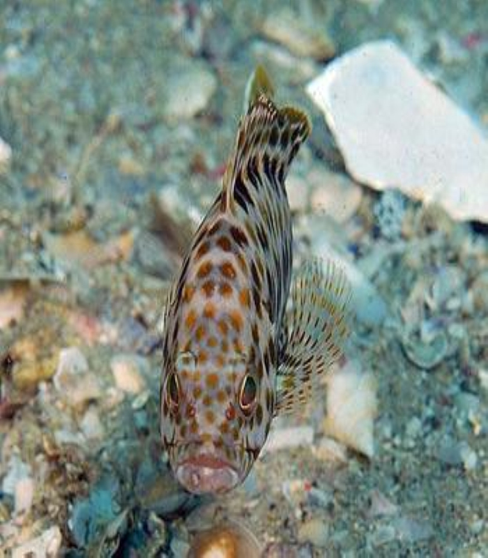 防波堤路亚石斑(溪石斑是路亚鱼种吗) 防波堤路亚石斑(溪石斑是路亚鱼种吗)