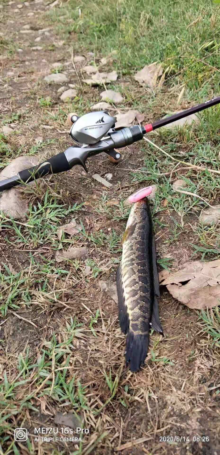 路亚黑鱼秋季(秋天路亚黑鱼)