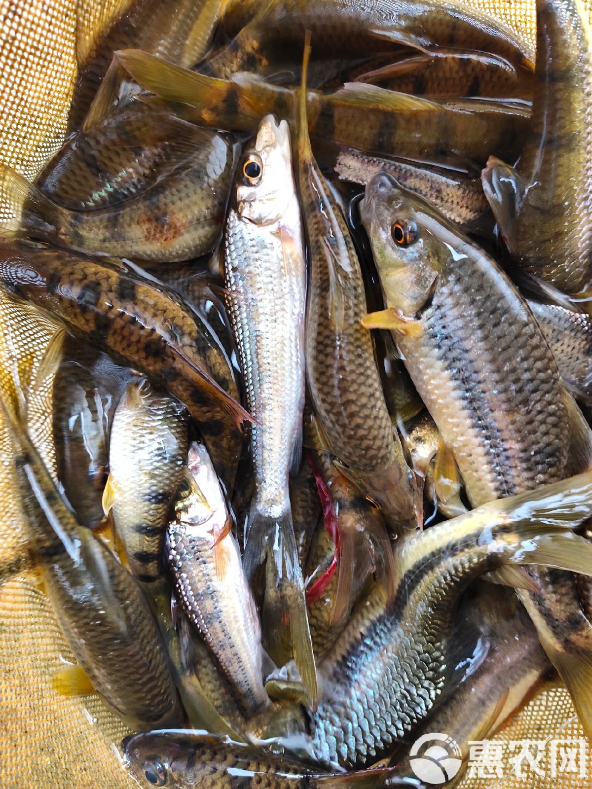 淡水石斑鱼垂钓技巧(淡水石斑的钓法)