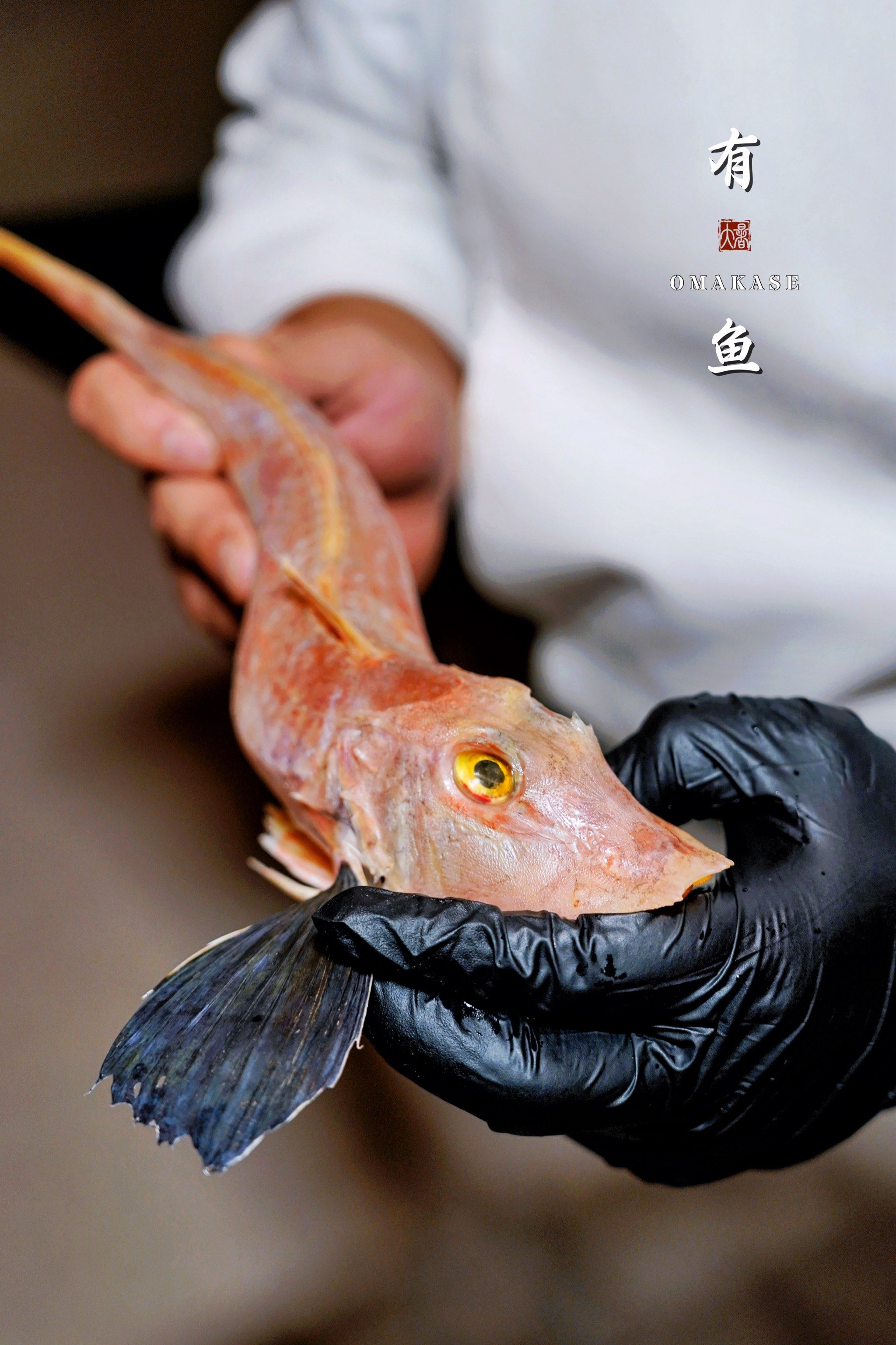 海钓鱼要放血(海钓鱼放血的位置)