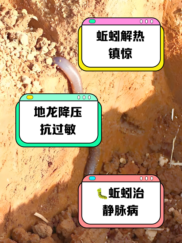 蚯蚓挖技巧(蚯蚓挖土视频) 蚯蚓挖技巧(蚯蚓挖土视频)