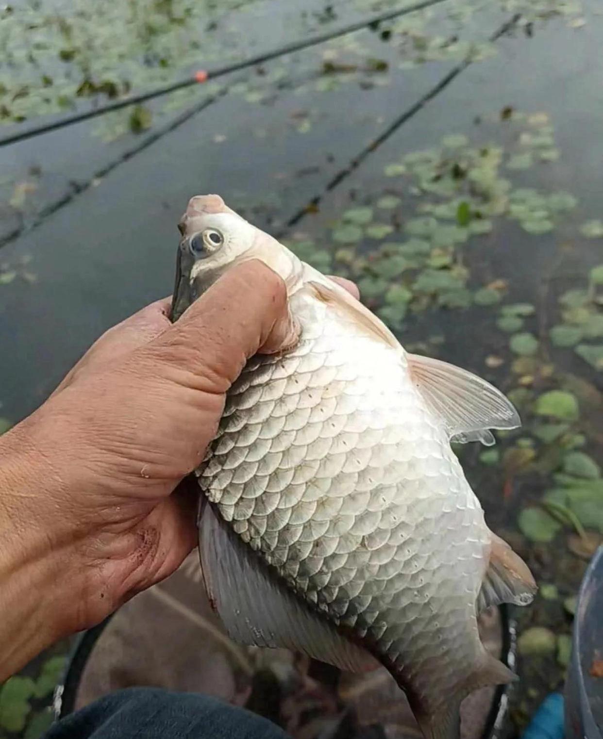 钓鲫鱼双飞技巧(钓鲫鱼双饵状态)