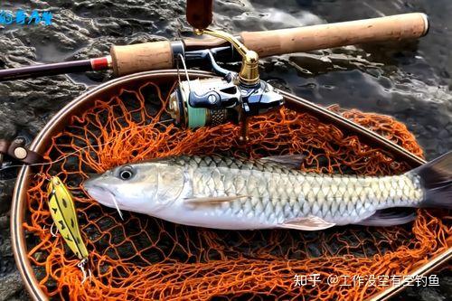 学路亚(学路亚先必学什么呢?)