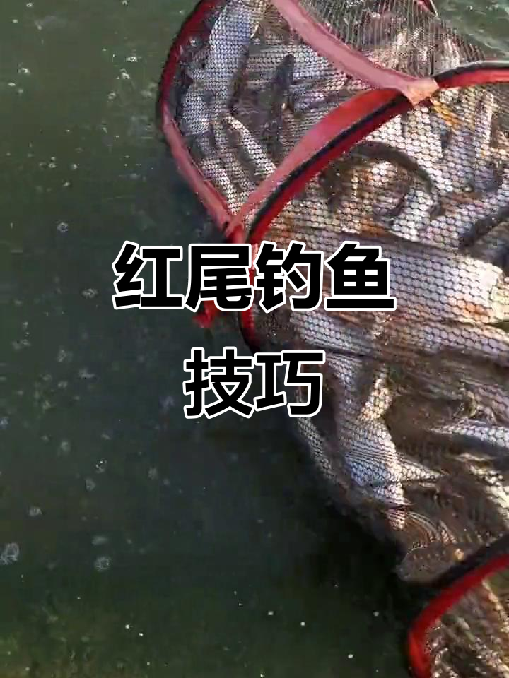 秋钓红尾技巧(秋季红尾的最佳钓法) 秋钓红尾技巧(秋季红尾的最佳钓法)