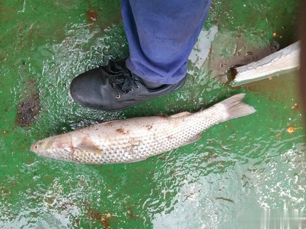 拍竿钓梭鱼技巧(钓梭鱼绝招图解)