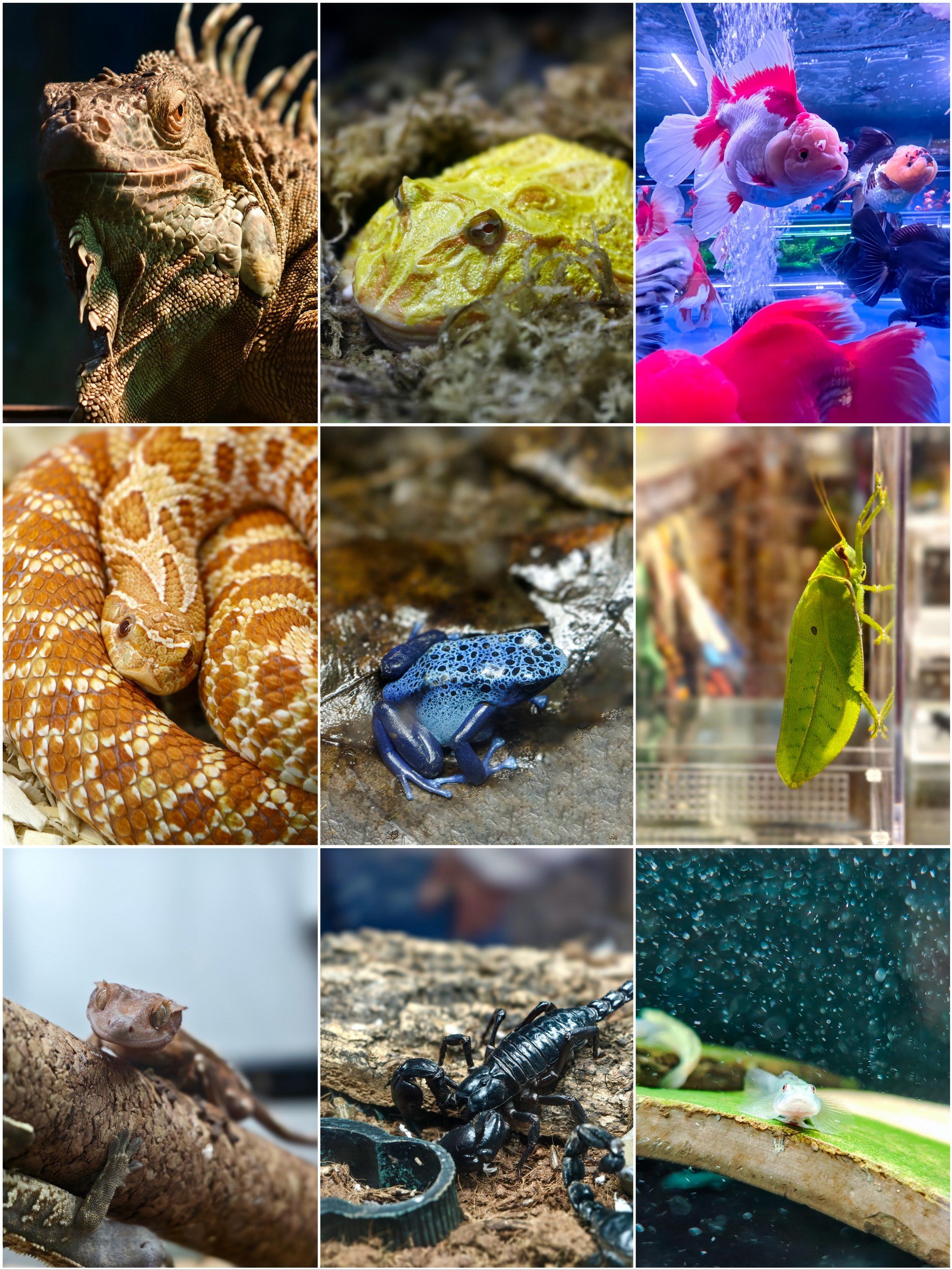 花鸟渔具水族馆(花鸟鱼市场怎么样) 花鸟渔具水族馆(花鸟鱼市场怎么样)