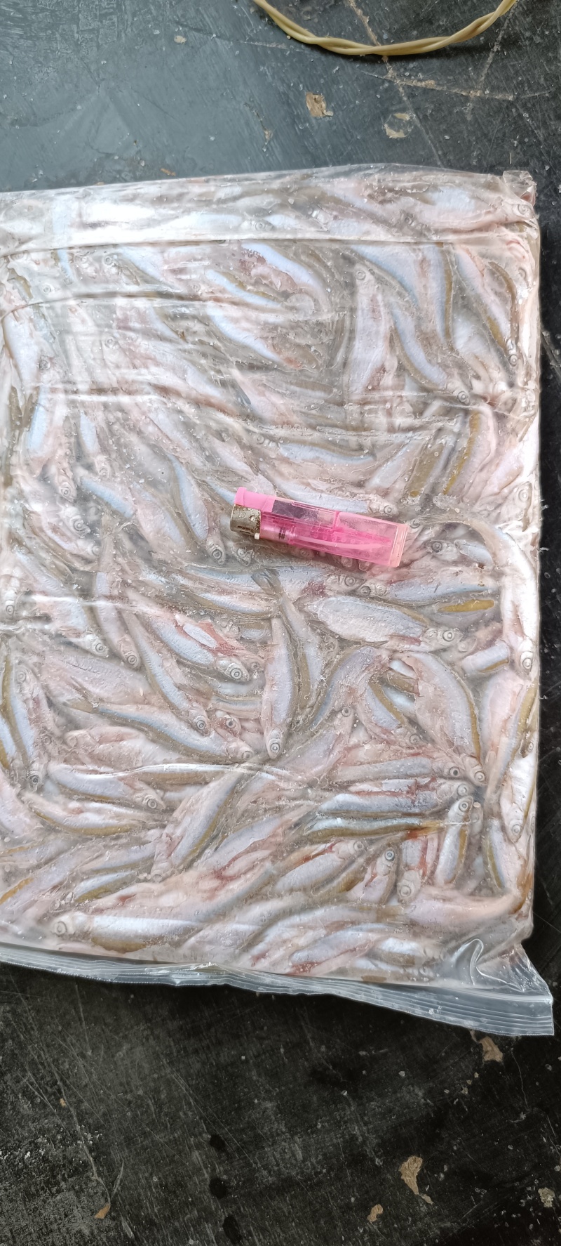 小白鱼饵料(小白的口粮 鱼饵)