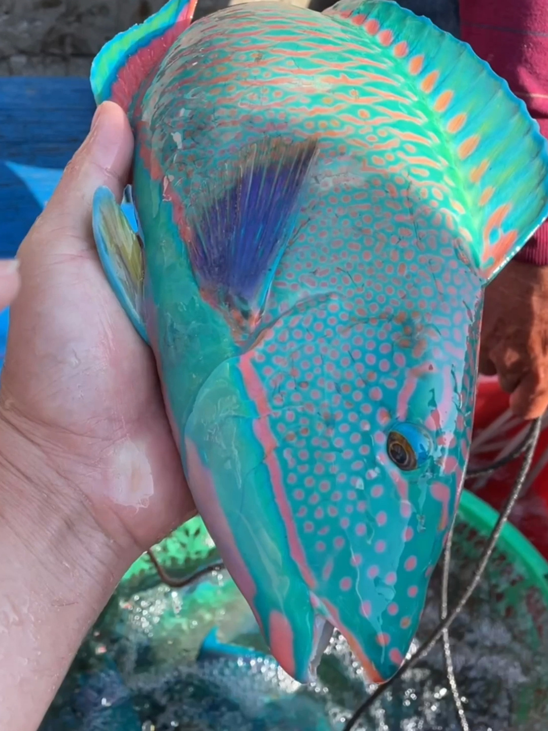 海钓青衣鱼(青衣鱼海鱼)