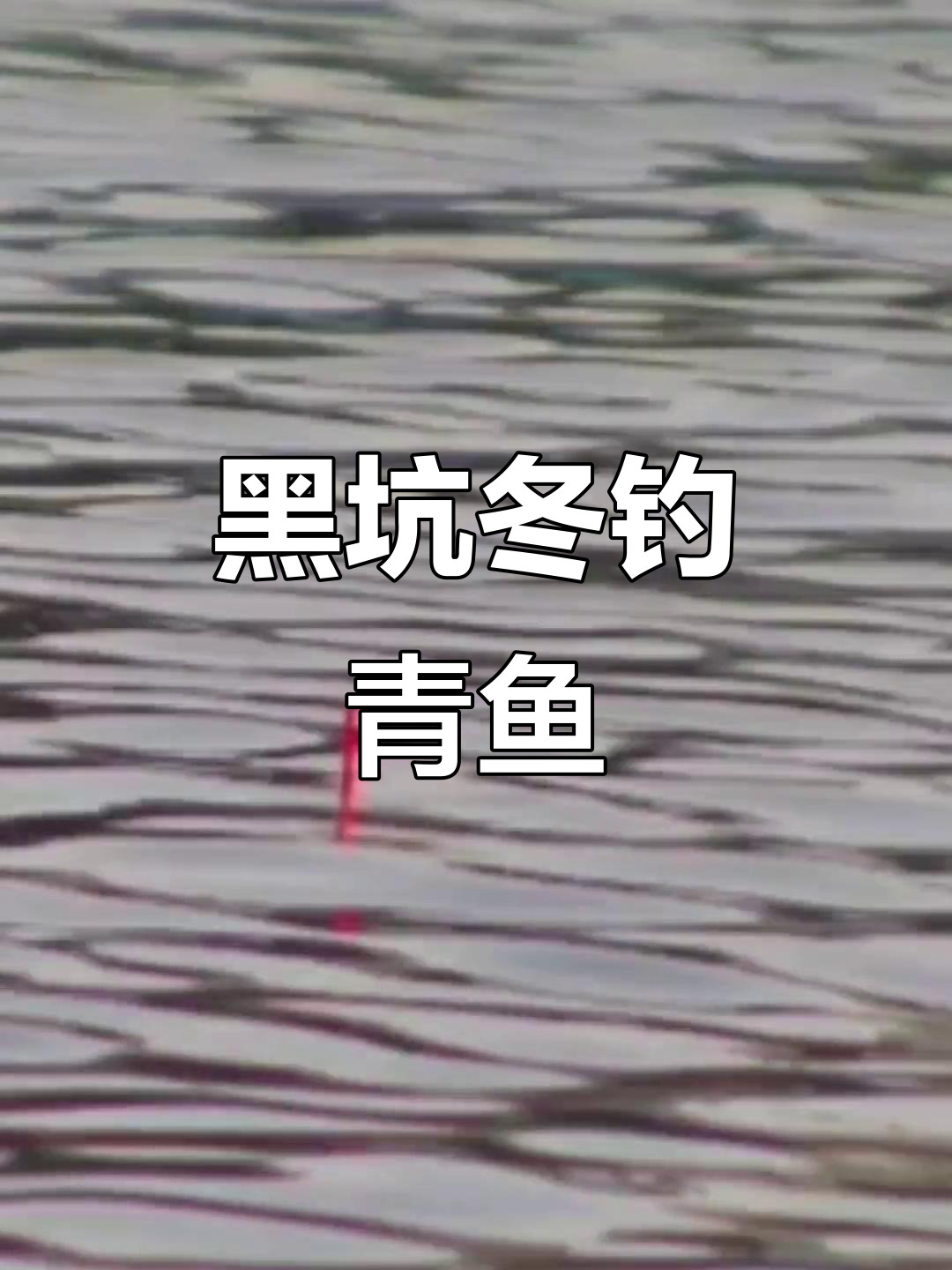 冬天钓青鱼技巧(冬天钓青鱼怎么钓)