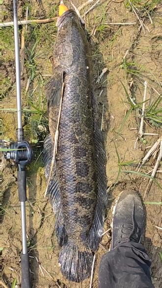 安庆路亚黑鱼(哪里的黑鱼最出名)