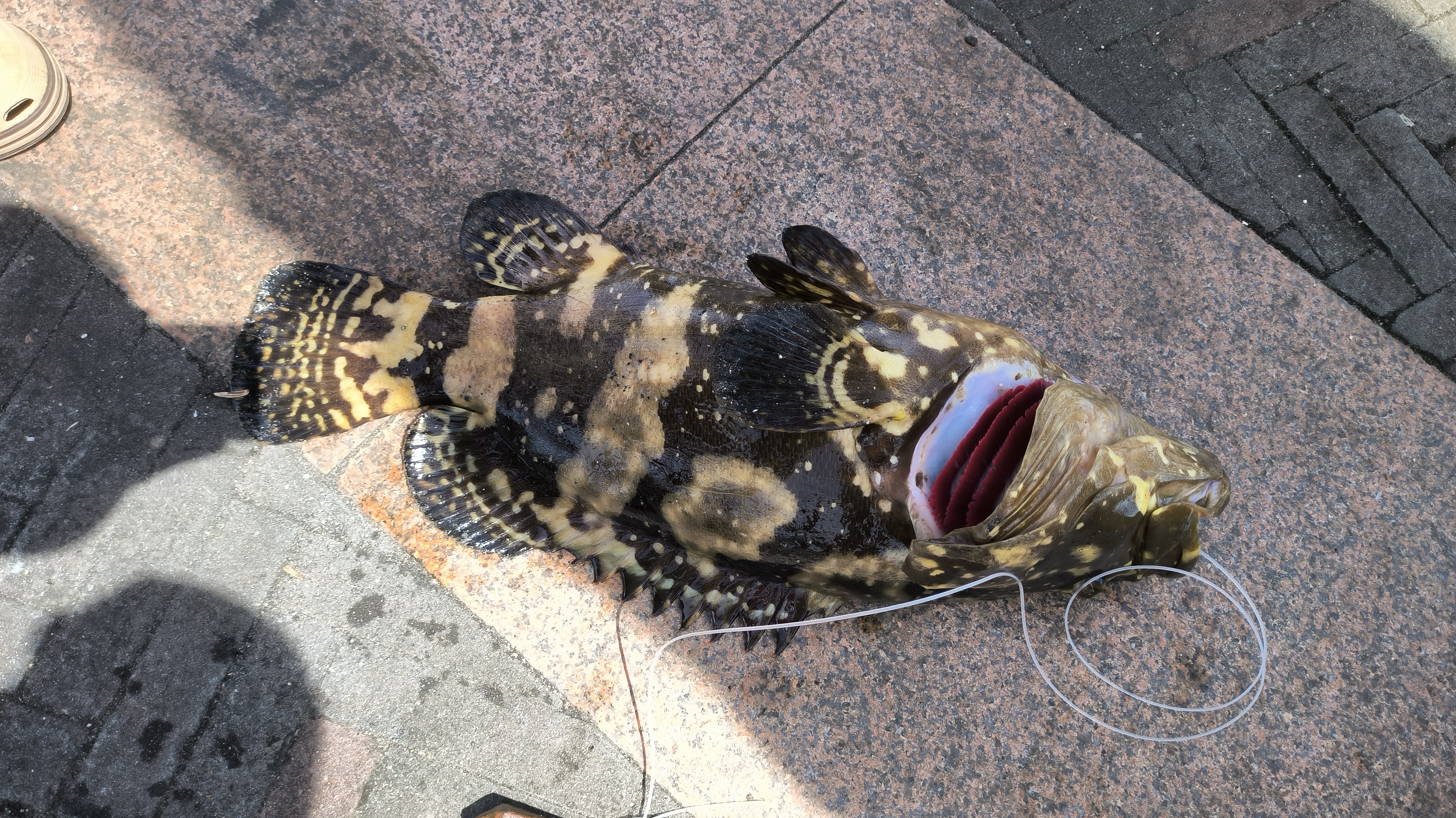 东莞瑞生海钓(东莞市虎门海钓场有哪些)