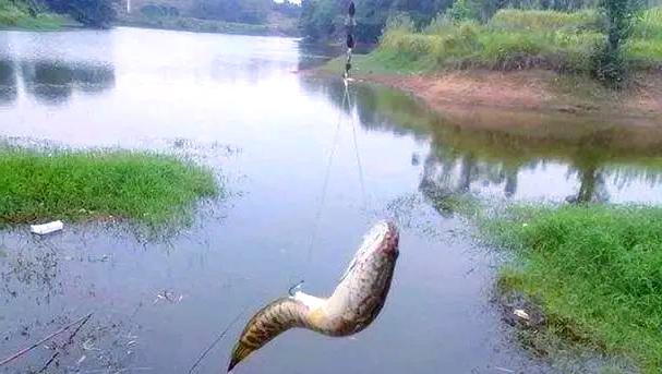 泥鳅海钓黑鱼(泥鳅海钓黑鱼技巧)