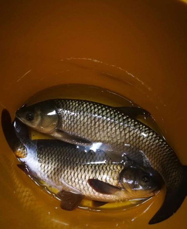 罗定同庆庙水库钓鱼技巧(罗定水库全景视频) 罗定同庆庙水库钓鱼技巧(罗定水库全景视频)