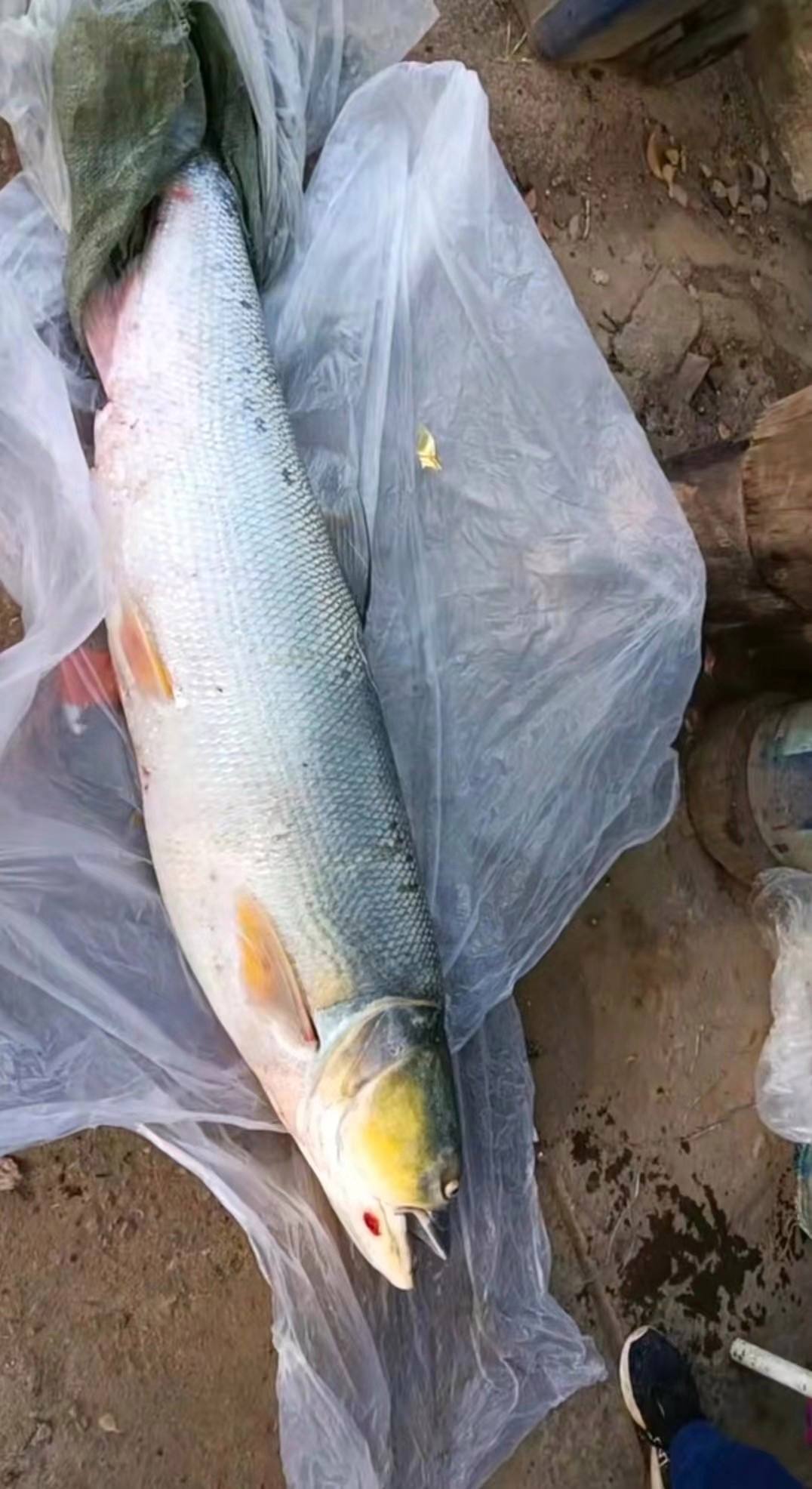 威海亨通渔具有限公司(威海美人鱼渔具有限公司)