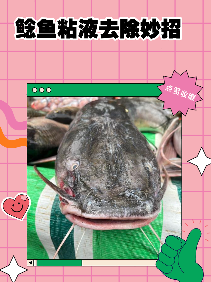 鲶鱼用什么饵料(鲶鱼用什么饵料钓最好)