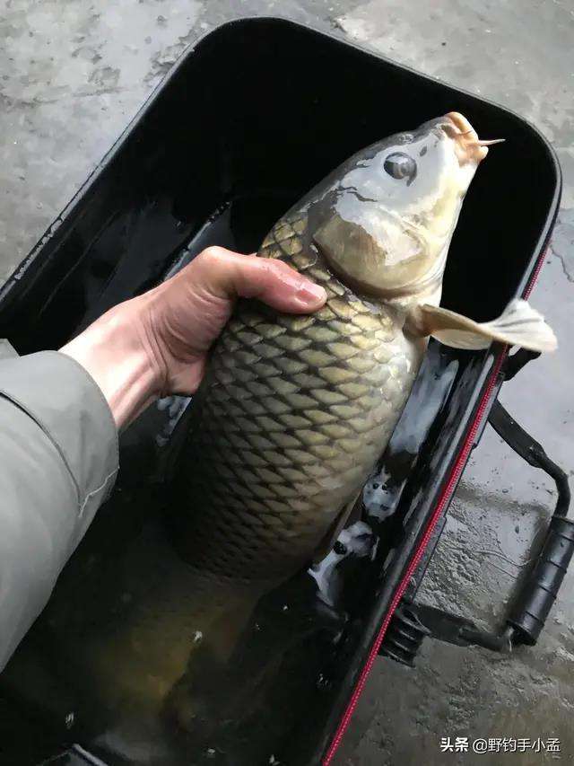 上海钓鱼选择落潮(2020上海钓鱼地点) 上海钓鱼选择落潮(2020上海钓鱼地点)