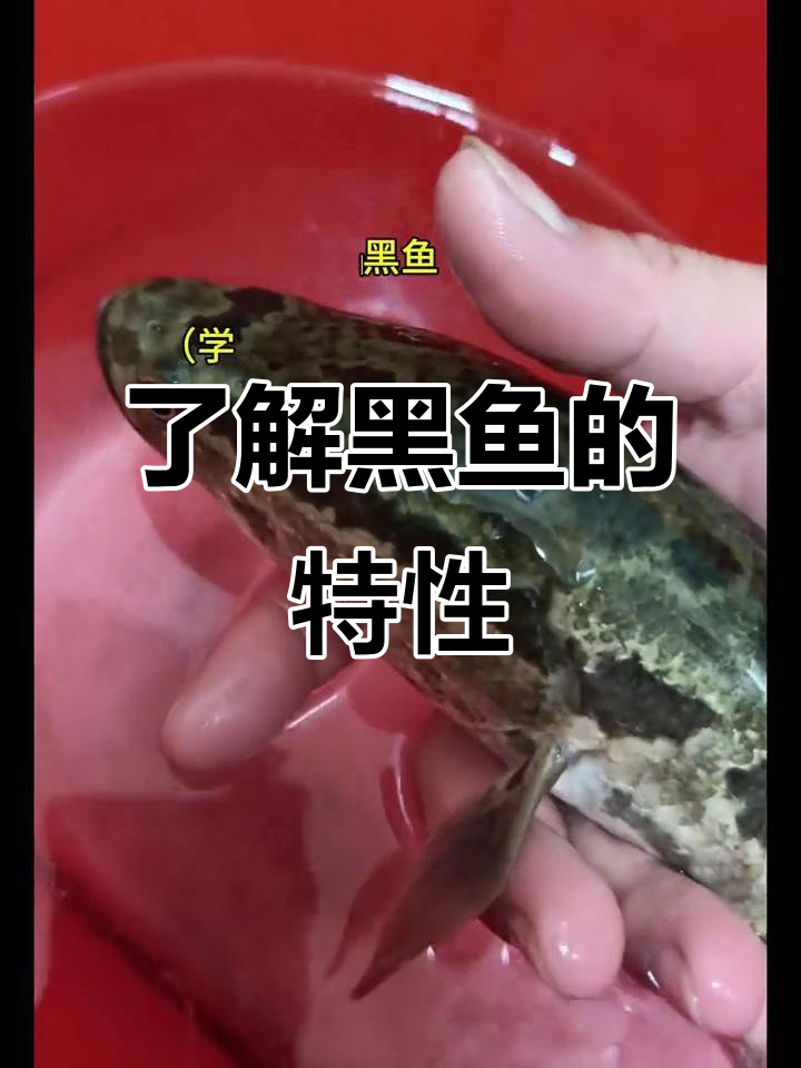 中午能路亚黑鱼吗(中午玩路亚能种鱼吗) 中午能路亚黑鱼吗(中午玩路亚能种鱼吗)