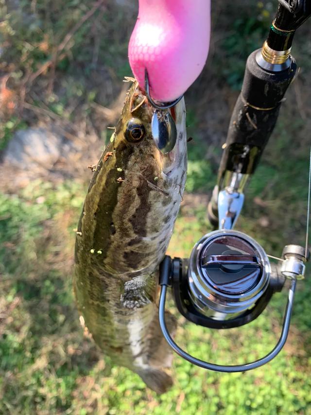 中午能路亚黑鱼吗(中午玩路亚能种鱼吗) 中午能路亚黑鱼吗(中午玩路亚能种鱼吗)