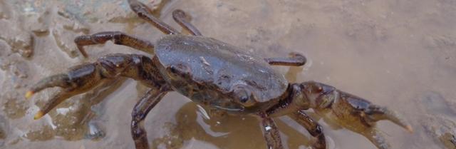 钓螃蟹有哪些技巧(钓螃蟹有哪些技巧呢) 钓螃蟹有哪些技巧(钓螃蟹有哪些技巧呢)
