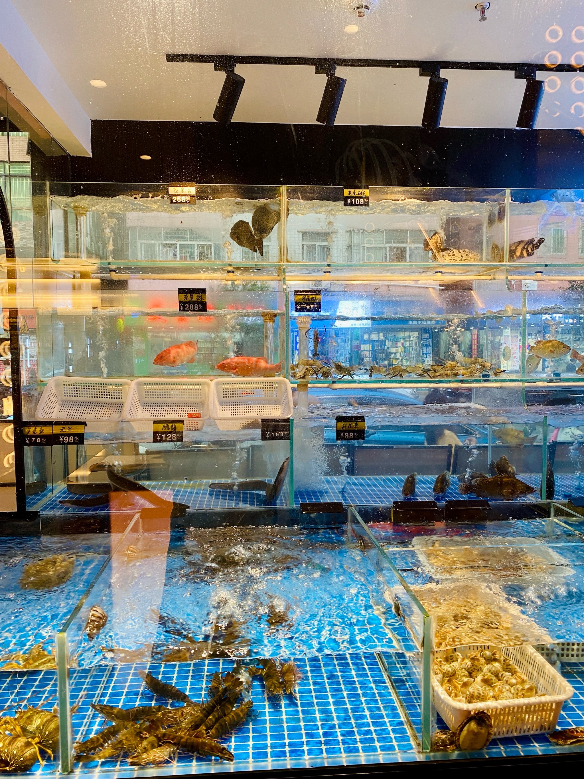 水族渔具店杭州(杭州鱼缸批发市场在哪里)