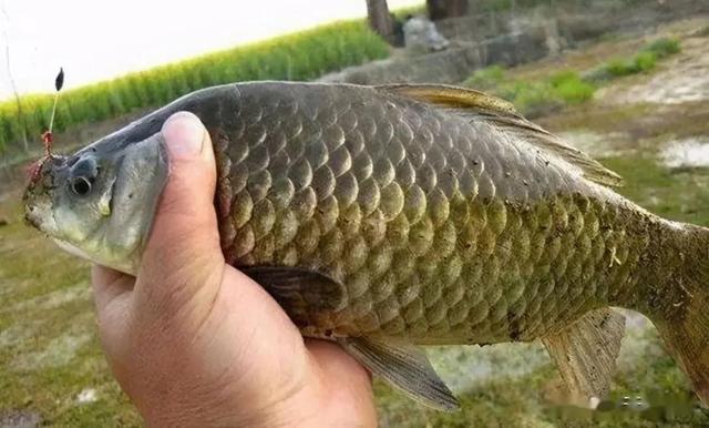 立冬鱼饵料(立冬的鱼怎么钓)