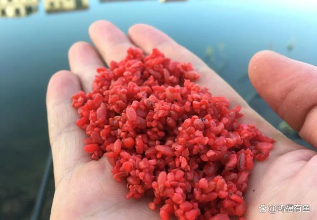 立冬鱼饵料(立冬的鱼怎么钓)