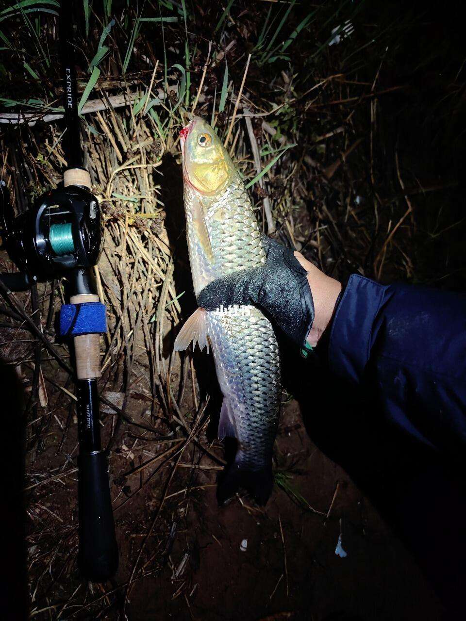 路亚夜钓(路亚夜钓用不用夜光饵)