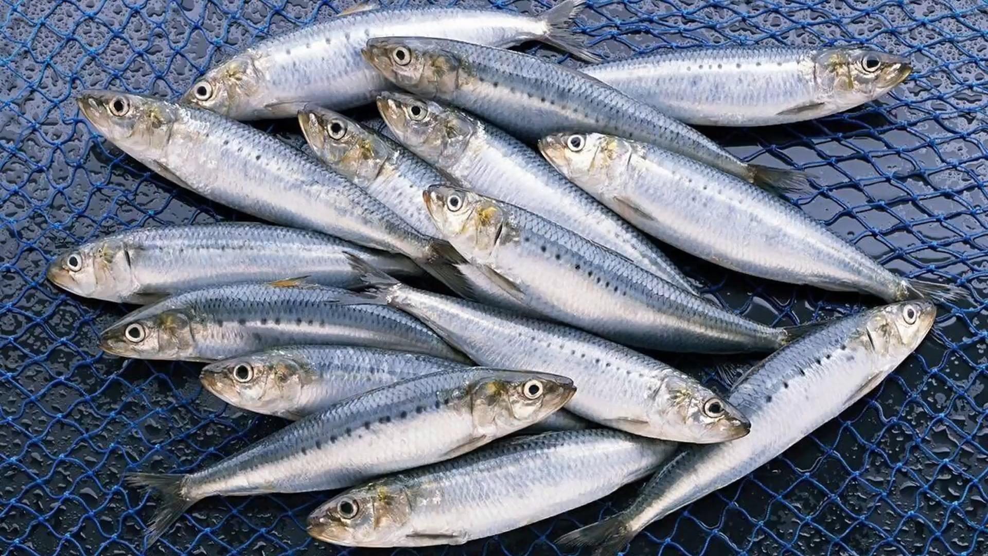 沙丁鱼能用饵料钓(沙丁鱼能用饵料钓吗)