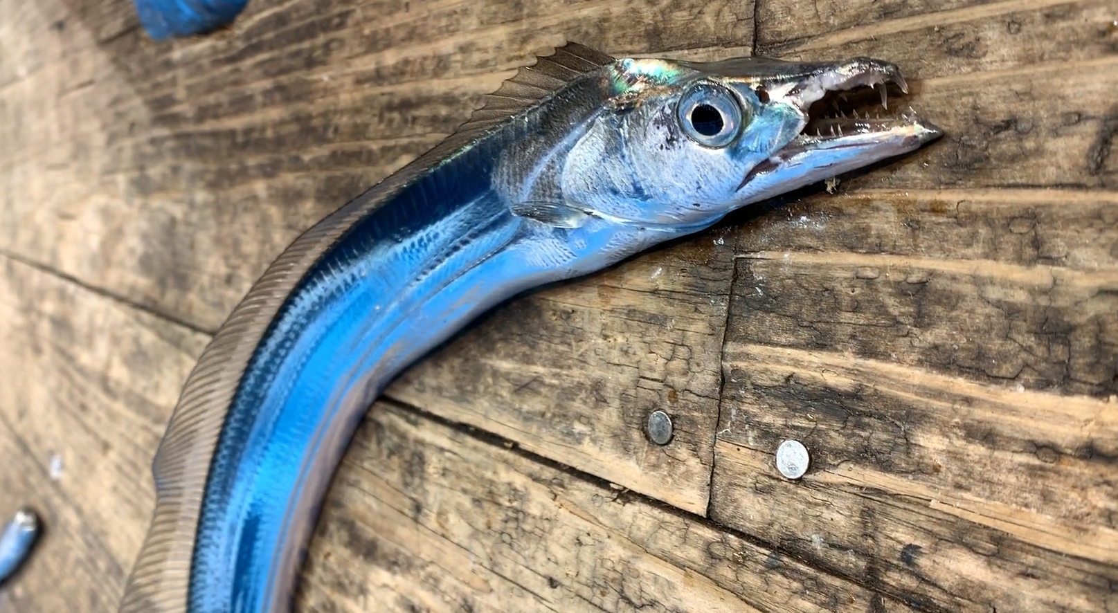 韩国春节能海钓吗(在韩国钓鱼用什么饵料)