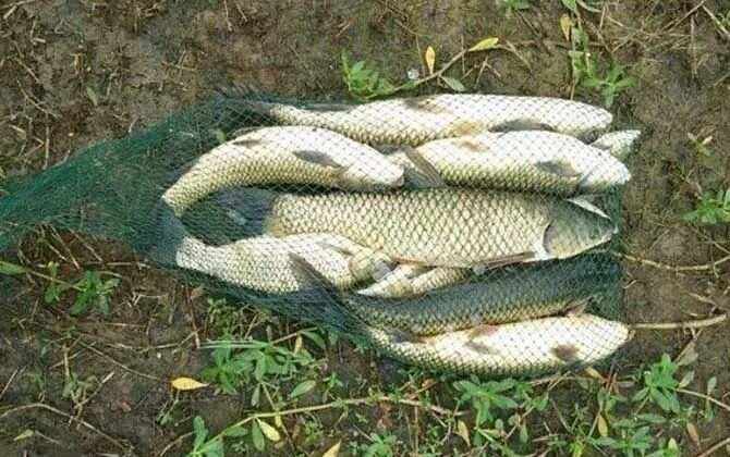 夜晚偷钓草鱼技巧(夜晚偷钓草鱼技巧和方法) 夜晚偷钓草鱼技巧(夜晚偷钓草鱼技巧和方法)