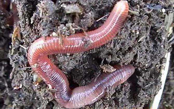 地龙饵料放哪里(地龙里放什么饵料进鲫鱼) 地龙饵料放哪里(地龙里放什么饵料进鲫鱼)