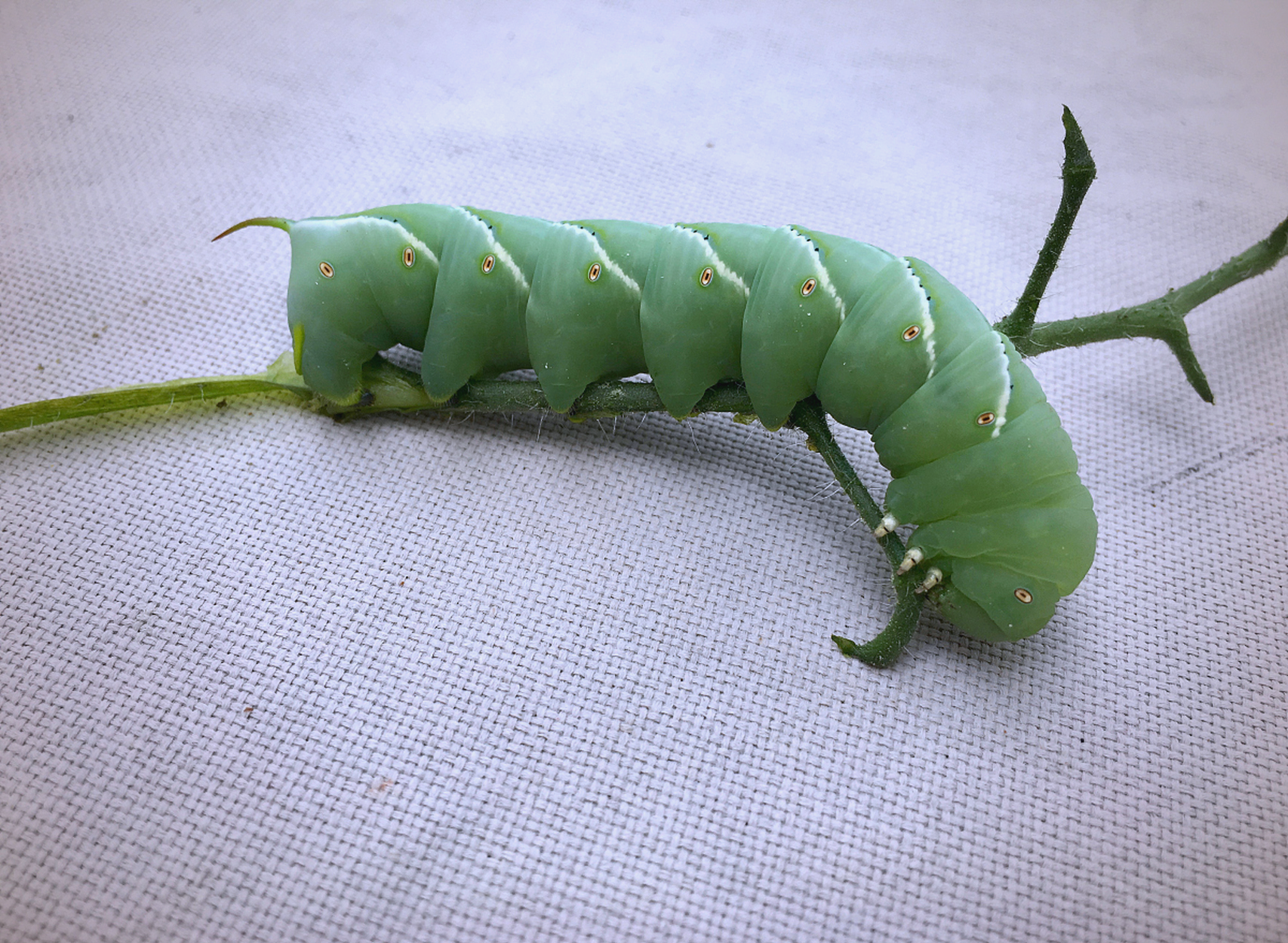草鱼商品饵的搭配技巧(商品饵料钓草鱼用什么饵料好) 草鱼商品饵的搭配技巧(商品饵料钓草鱼用什么饵料好)