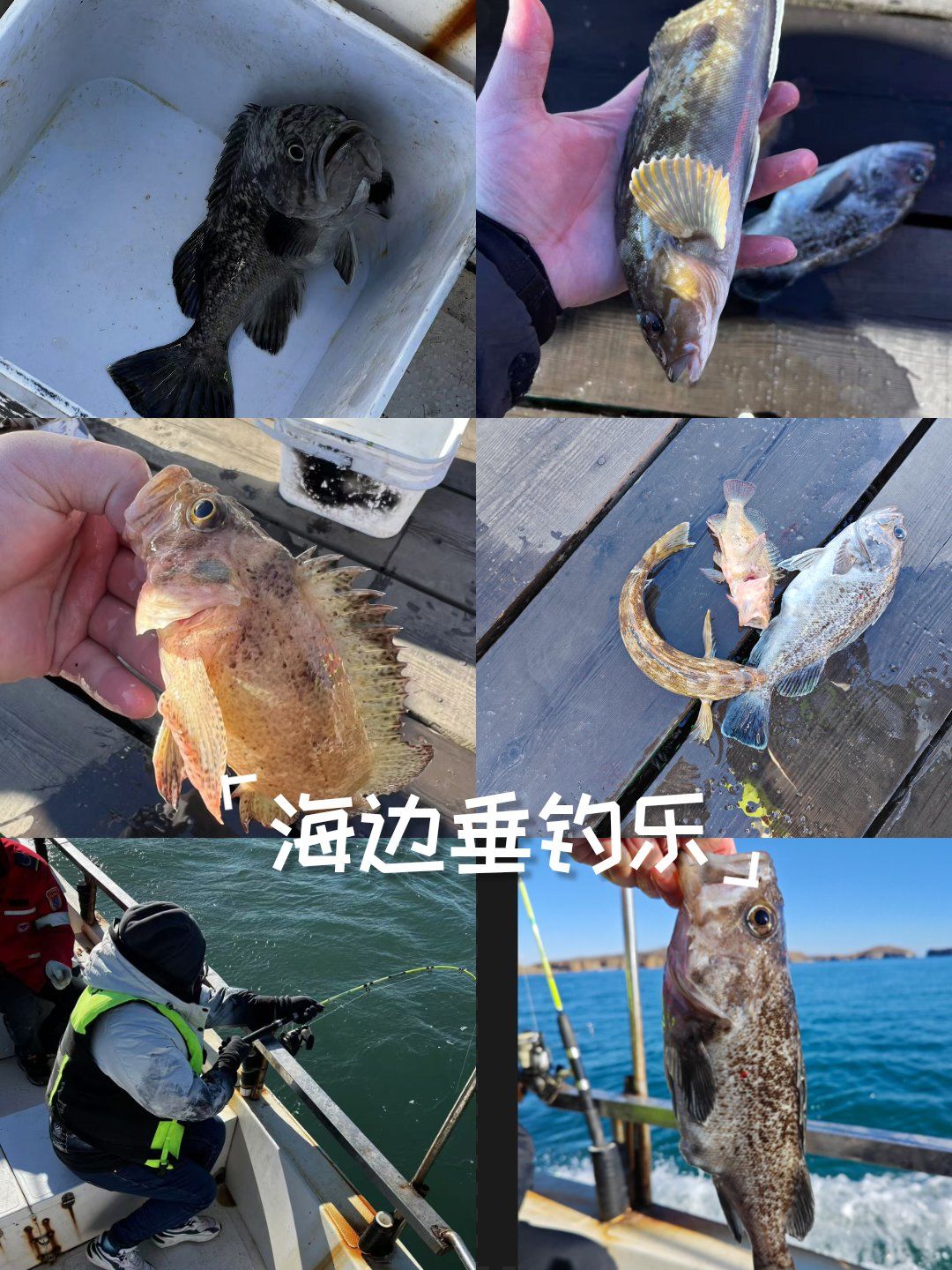 乐租船海钓平台(乐清租船出海捕鱼多少钱) 乐租船海钓平台(乐清租船出海捕鱼多少钱)
