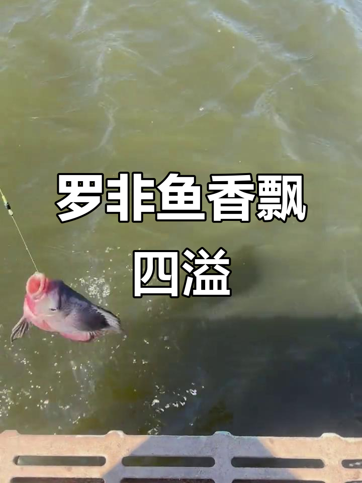 赌塘罗非技巧(塘钓罗非鱼有什么技巧)