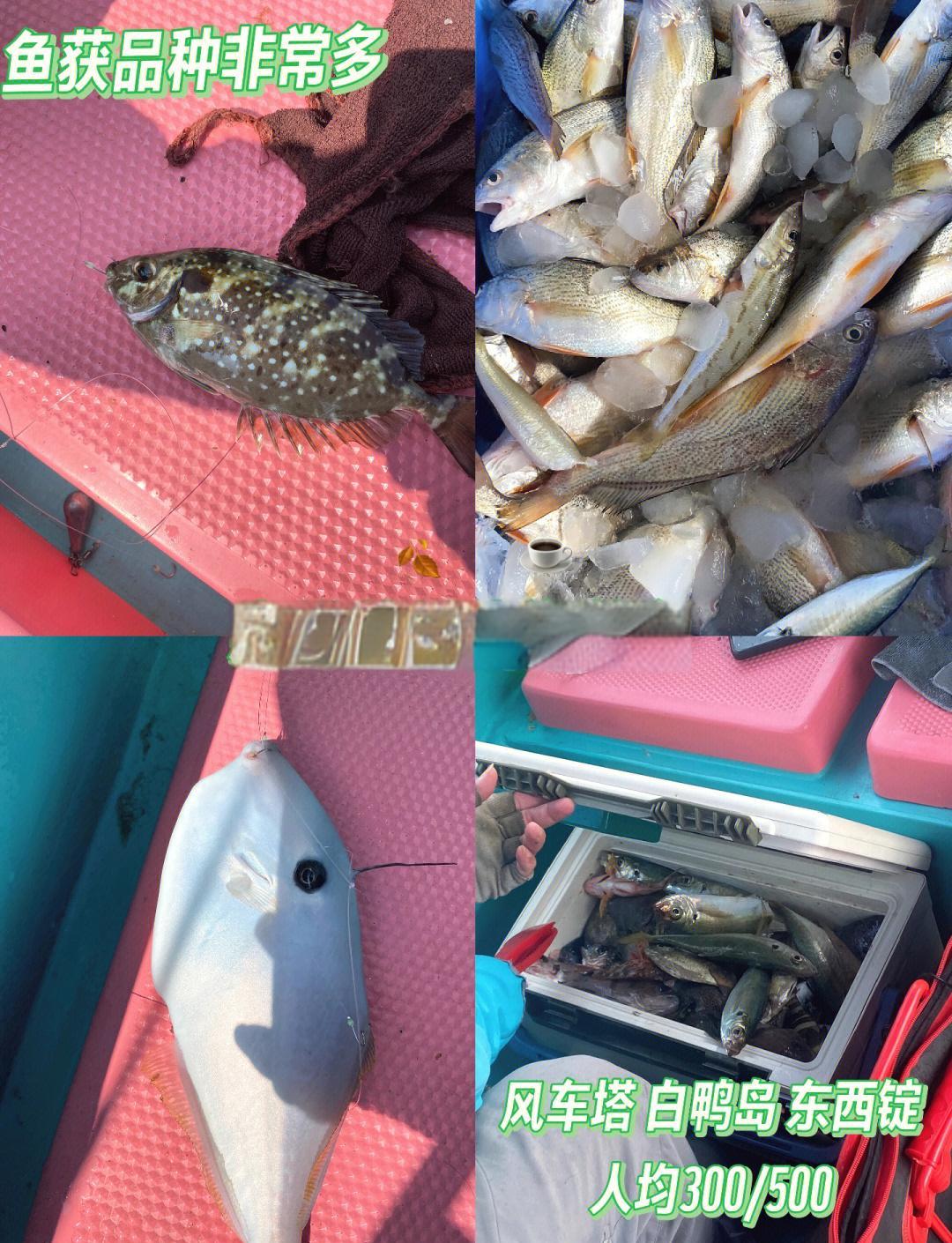 海钓消费(海钓鱼价格)