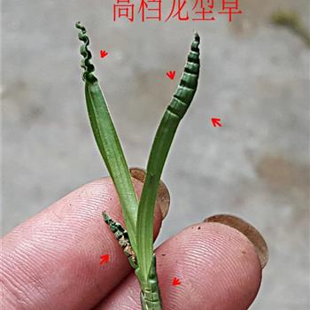 龙腾草饵料(灵草排草钓鱼的作用)