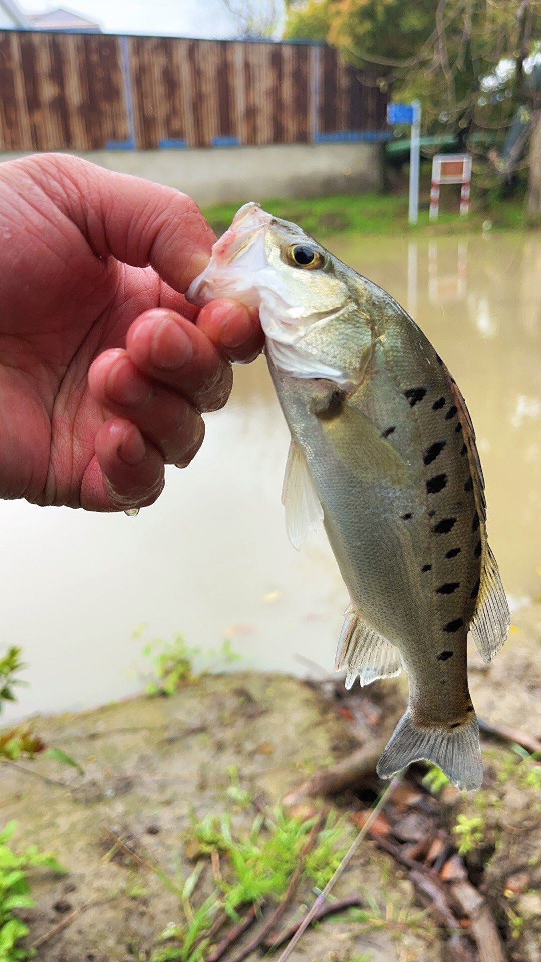 亚路饵钓什么鱼好(亚路怎么可以钓到鱼)